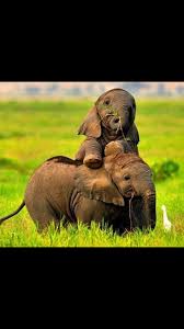 Pin By L Remy On Elephant Animals Cute Animals Animals Beautiful