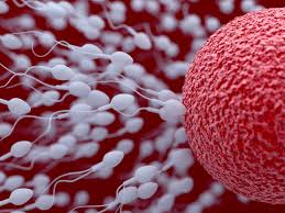 Pentru multe femei, menstruatia se pastreaza si in timpul sarcinii, dar este mai scurta pot ramane insarcinata! Simptomele Perioadei Fertile Cum Stii Cand Poti Concepe Un Copil Revista Baby Pentru PÄrinti Èi Copii