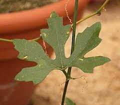 Image result for Kedrostis crassirostrata