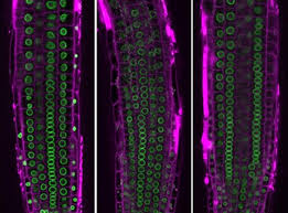 The nucleus is separated from the cytoplasm by a specialized membrane called the; How The Architecture Of The Cell Nucleus Can Change Gene Activity In Plants