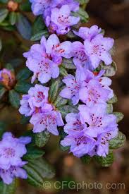 Rhododendron Hippophaeoides An Upright Rather Open Growing Evergreen Shrub Up To 1 5m Tall It Is Native To Yunnan Evergreen Shrubs Rhododendron Blue Flowers