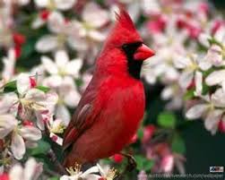 Black And Red Cardinal Bird Now That S One Red Handsome Cardinal And What A Magnificent Red Contrasting With The Deep Black On His Face Birds Cardinal Birds Pet Birds