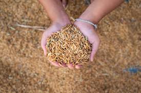 Image result for Oryza