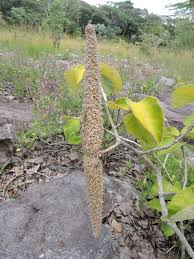 Image result for Strophanthus eminii