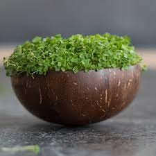 The list of chores to do this weekend. Grow Grow Nut Starterpaket Microgreen Anzuchtsets Von Grow Grow Nut Samenhaus Samen Samereien