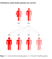 Genetics Haemochromatosis Uk