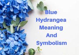 Maybe you would like to learn more about one of these? Blue Hydrangea Meaning And Symbolism Flowersandflowerthings