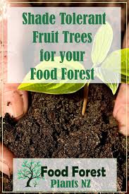 Looking for shade loving shrubs to plant under trees? Shade Tolerant Fruit Trees And Plants For New Zealand Conditions Food Forest Plants Nz