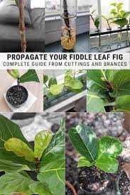 Fiddle Leaf Fig Propagation Everything You Need To Know Fiddle Leaf Fig Fiddle Leaf Propagating Plants