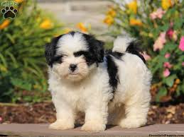 Only guaranteed quality, healthy puppies. Shih Tzu Dog Breed Price
