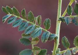 Image result for Cicer arietinum