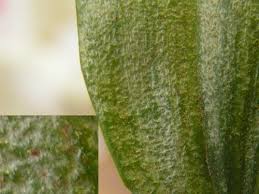 Image result for puklice na orchideích obrázek