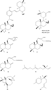 Image result for Aframomum zambesiacum