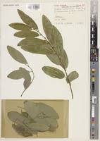 Image result for Bridelia scleroneura