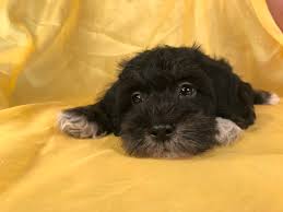 We did not find results for: Schnoodles For Sale Top Breeders Iowa Minnesota Illinois Miniature Puppies