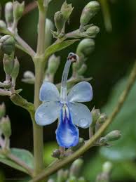 Image result for Rotheca wildii