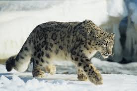 Top 10 Biggest Cats Earth Rangers Wild Wire Blog