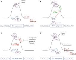 We did not find results for: Hedgehog Pathway Inhibition For The Treatment Of Basal Cell Carcinoma Springerlink