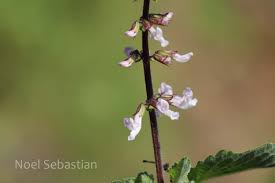 Image result for Orthosiphon thymiflorus