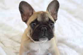 Find french bulldogs for sale on oodle classifieds. Gulf Coast French Bulldogs French Bulldog Breeder