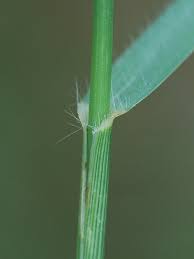 Image result for Panicum repentellum