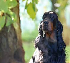 Image result for skotský setr gordonsetr