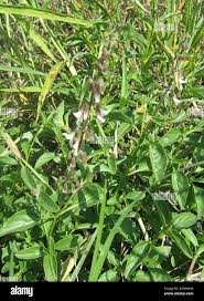 Image result for Orthosiphon schimperi