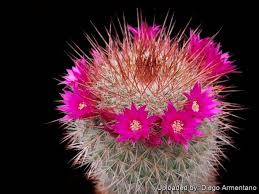 Image result for Dovyalis spinosissima