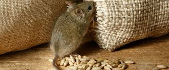 أمراض خطيرة تنقلها لك الفئران موقع قناة المنار لبنان