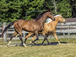 Some walking horses are also capable of performing running walk gates such as the fox trot or singlefooting gait. Tennessee Walker Im Rasseportrait Tieranzeigen Com