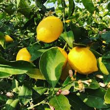 Limon yetiştirme hakkında bilmek istedikleriniz bu yazıda. 6 Yas Asili Yediveren Limon Fidani Saksida
