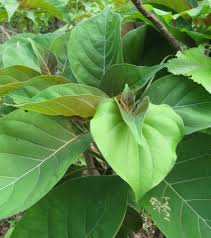 Image result for Hymenodictyon