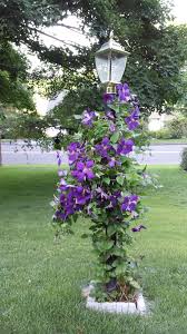 These provide plenty of overhead light without spilling choose your lighting style. Cool Feet For Clematis Gardendaze