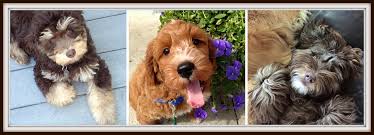 Do not take any breeder's word that their dams and sires are health tested. Seaspray Australian Labradoodles Labradoodle Puppy Labradoodle Tampa Bay Australian Labradoodles Florida For Sale
