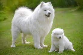 chó Samoyed
