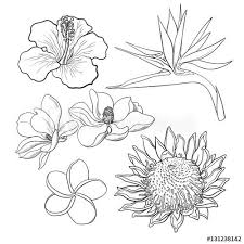 Sketch Bird Of Paradise Flower Drawing Tropical Flowers Hibiscus Protea Plumeria Bird Of Paradise And Magnolia Sketch Style Vector Hawaiian Flower Drawing Flower Drawing Flower Drawing Images