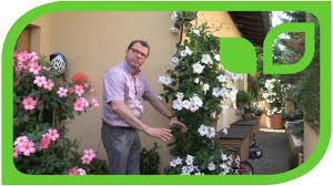 Dipladenien (mandevillen) pflege und schneiden der discover (and save) your own pins on pinterest. Uberwinterung Von Diamantina Dipladenia Youtube