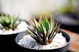 Maybe you would like to learn more about one of these? Plante Grasse Top 10 Des Plantes Succulentes A Posseder Conseils Entretien Ecobuddhism