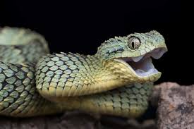 Перевод слова snake, американское и британское произношение, транскрипция, словосочетания, однокоренные слова, примеры использования. Straight Talk On Snakes