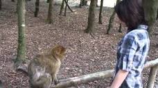 Monkey Mountain (Affenberg) in Germany/ Ручные обезьянки - YouTube