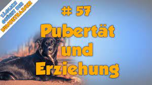 Hundejahre Rechner Umrechnen Hundealter In Menschenjahre