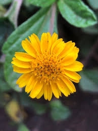 Image result for Sphagneticola trilobata