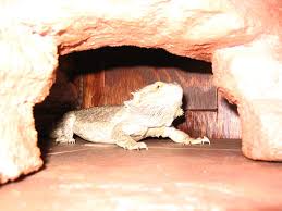 We did not find results for: Pet Houses Or Other Larger Petlizard Extra Large Reptile Hide Cave For Bearded Dragon Pet Carriers Houses