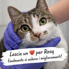 Rosi continua a dare segnali incoraggianti. Mangia e beve da sola, cerca il  contatto e si lascia andare anche a qualche fusa. Il dottor Selleri ha  spiegato che il percorso &egrave; ancora