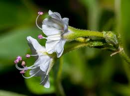 Image result for Commicarpus plumbagineus