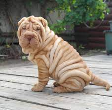 Look at pictures of shar pei puppies who need a home. Beautiful Sharpei Puppy Breeder Edhellen Nore Svetlana Hond Honden Hondenrassen Dierenhttps I Redd It Ryqhoho8 Wrinkle Dogs Shar Pei Puppies Cute Puppies