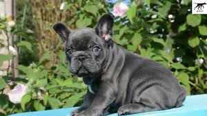 Có con chó rất chung thành hiền lành. Cho Bull Phap Co Dá»¯ Khong