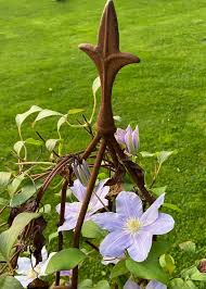 Old congested plants can be renovated by cutting all stems back almost to the base. How To Prune Clematis Just Follow These Easy Steps Blooming Lucky