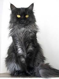 Black And White Tabby Maine Coon Pin On Cats