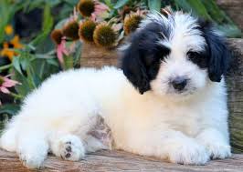The pomapoos make an ideal toy dog, good for those suffering from allergy issues. Poodle Mix Puppies For Sale Puppy Adoption Keystone Puppies